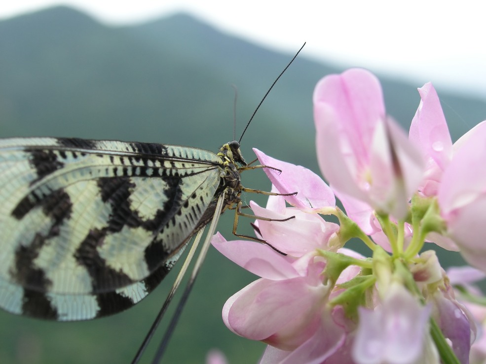 Entdeckung in Assenovgrad