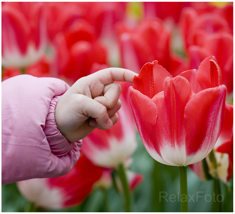 "Entdeckung" - Kinderhand berührt rote Tulpe