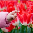"Entdeckung" - Kinderhand berührt rote Tulpe