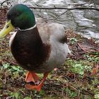 Ente 0057