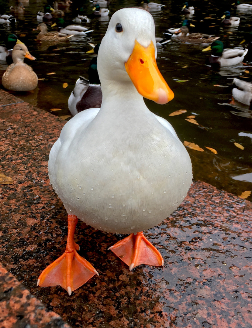 Ente - 01 Foto &amp; Bild | tiere, natur Bilder auf fotocommunity