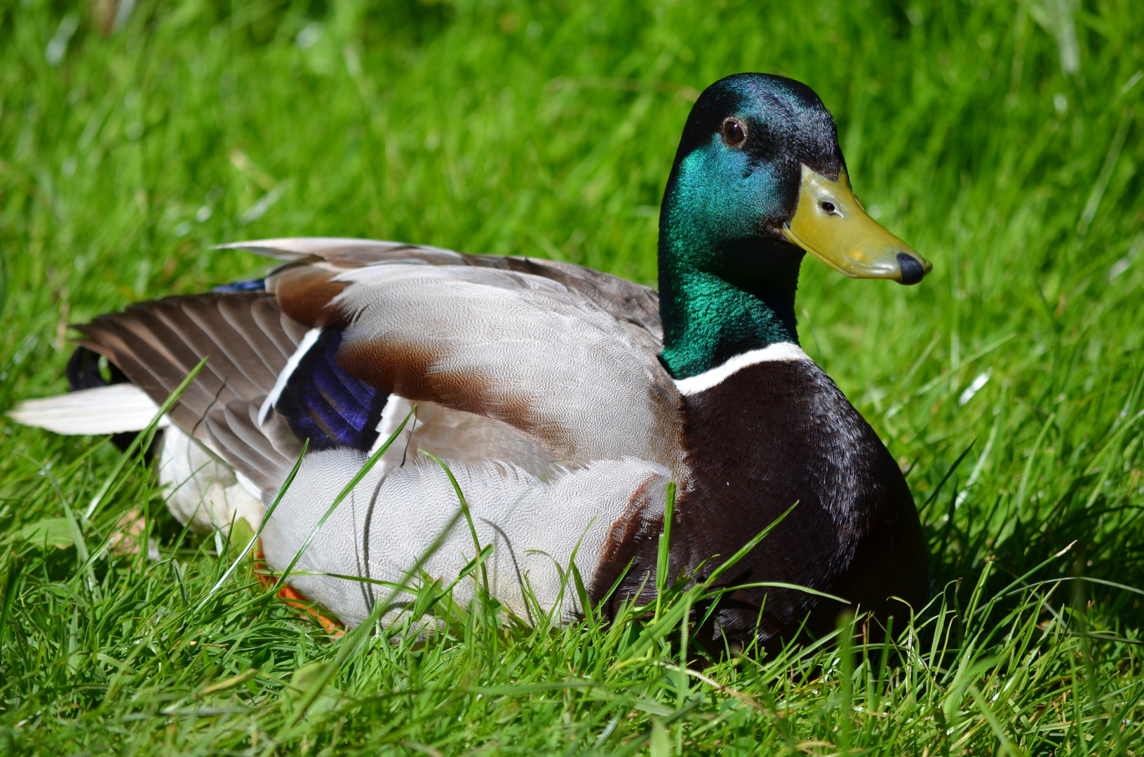 Ente Foto &amp; Bild | tiere, ente, natur Bilder auf fotocommunity