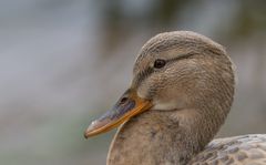 Ente