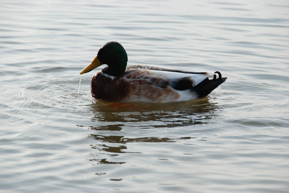 Ente