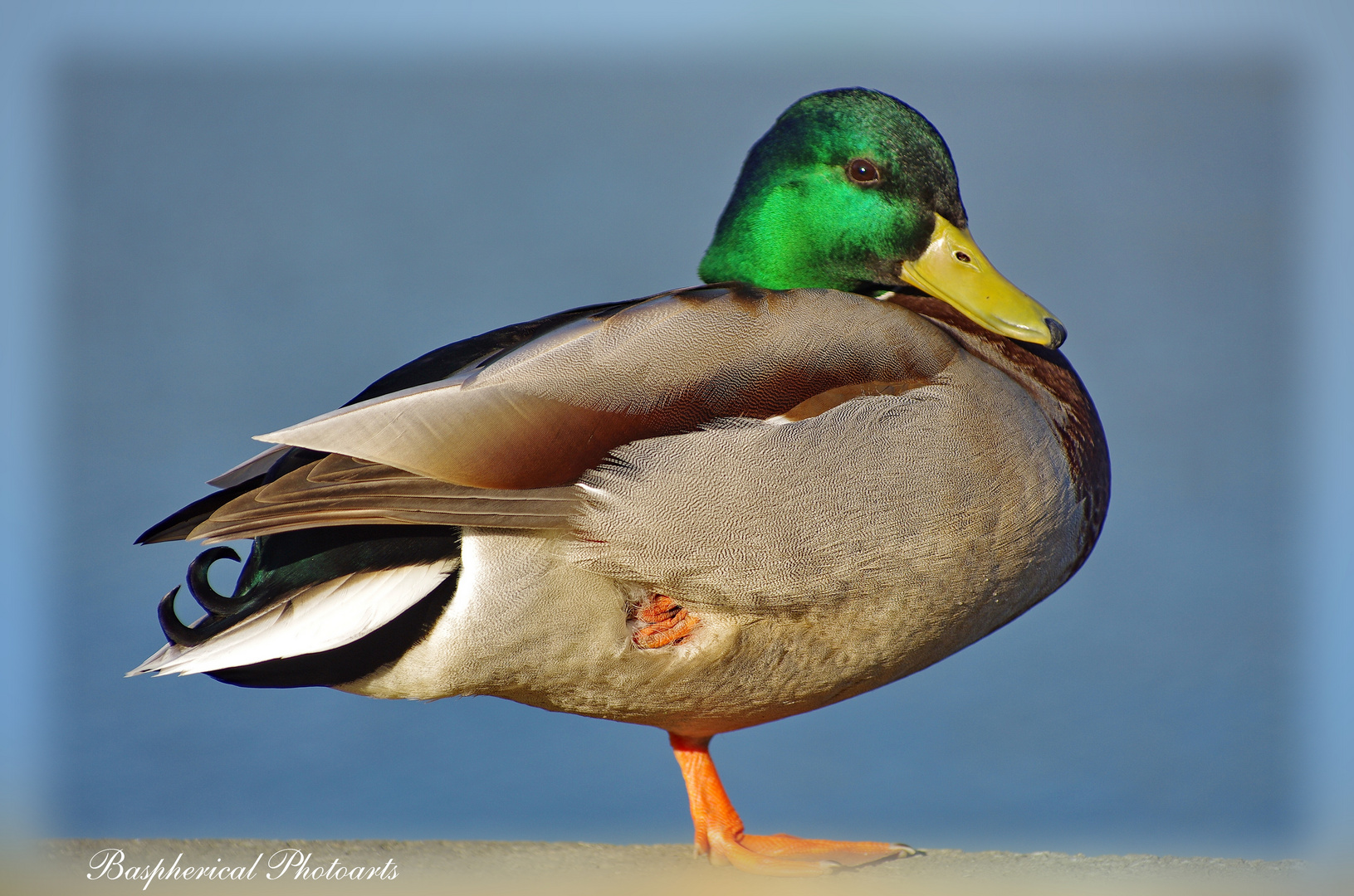 Ente 1111 Foto &amp; Bild | tiere, wildlife, wild lebende vögel Bilder auf ...