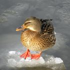 Ente