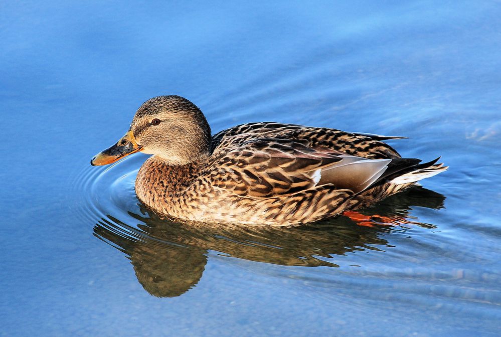 Ente Foto &amp; Bild | tiere, wildlife, wild lebende vögel Bilder auf ...