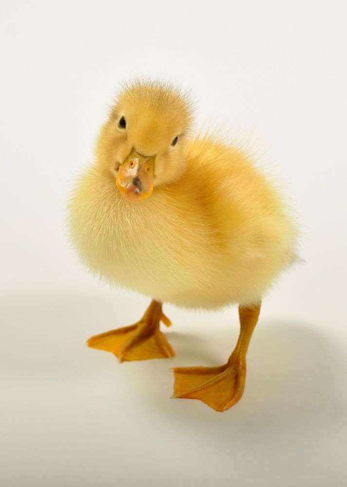 Ente, 2 Tage alt Foto & Bild | tiere, tierkinder, geflügel Bilder auf