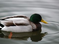 Ente