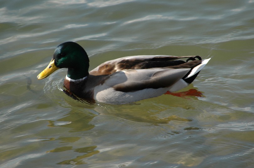 Ente