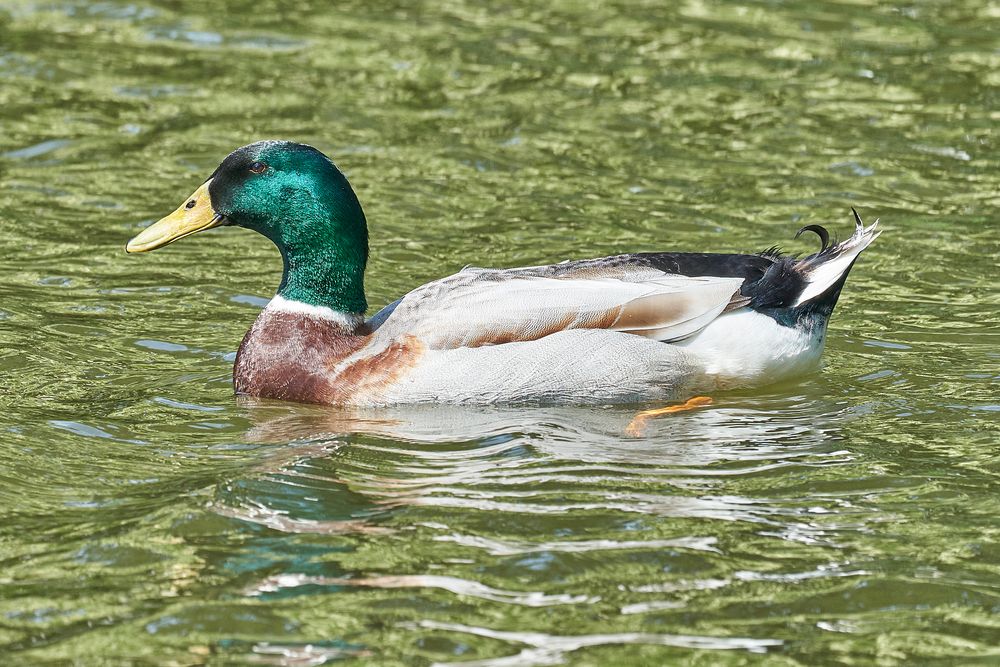 Ente Foto & Bild wasser, teich, natur Bilder auf