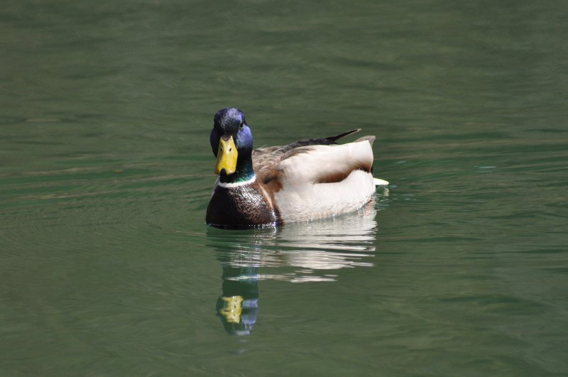 Ente 3