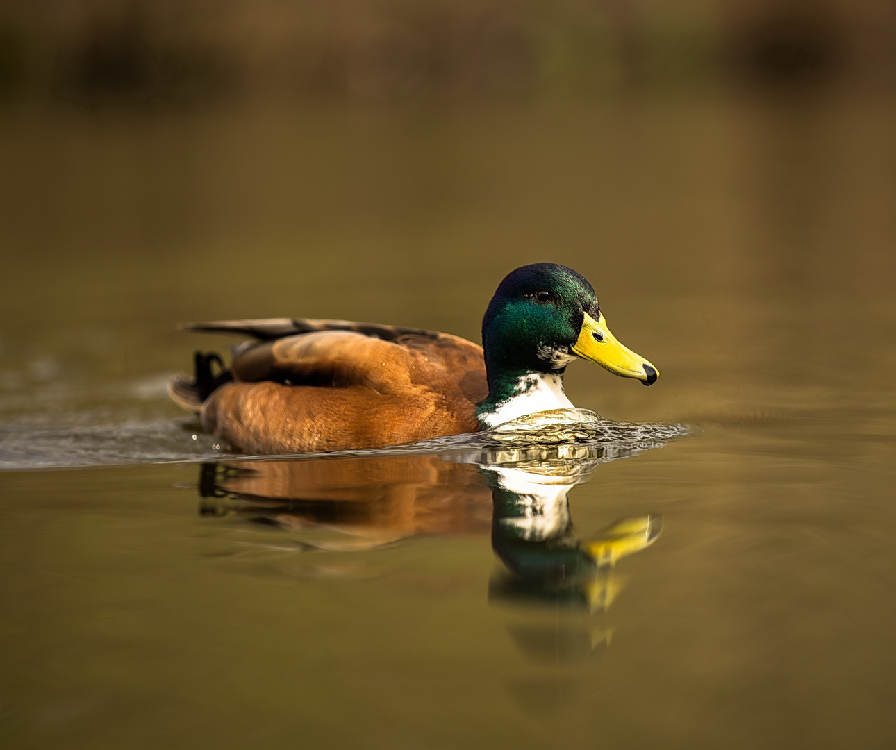 Ente Foto &amp; Bild | tiere, wildlife, wild lebende vögel Bilder auf ...