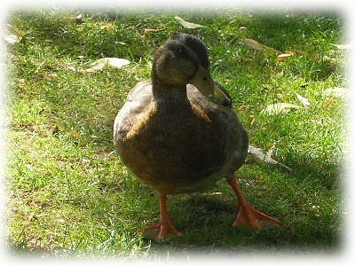 Ente