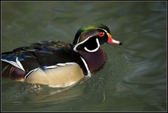 Ente (4)