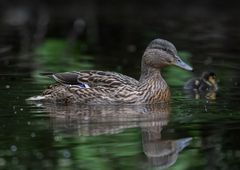 Ente