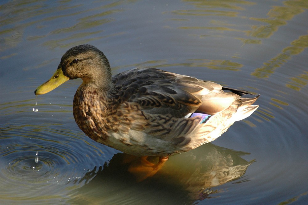 Ente