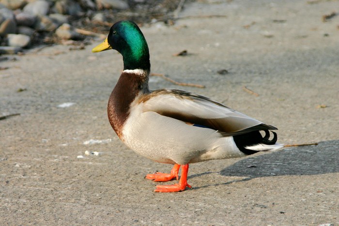 Ente