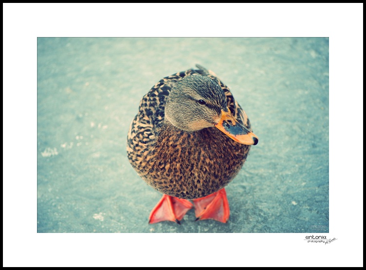 Ente