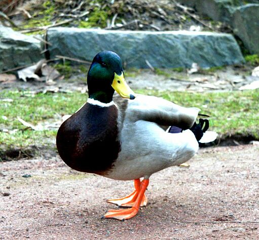 Ente!