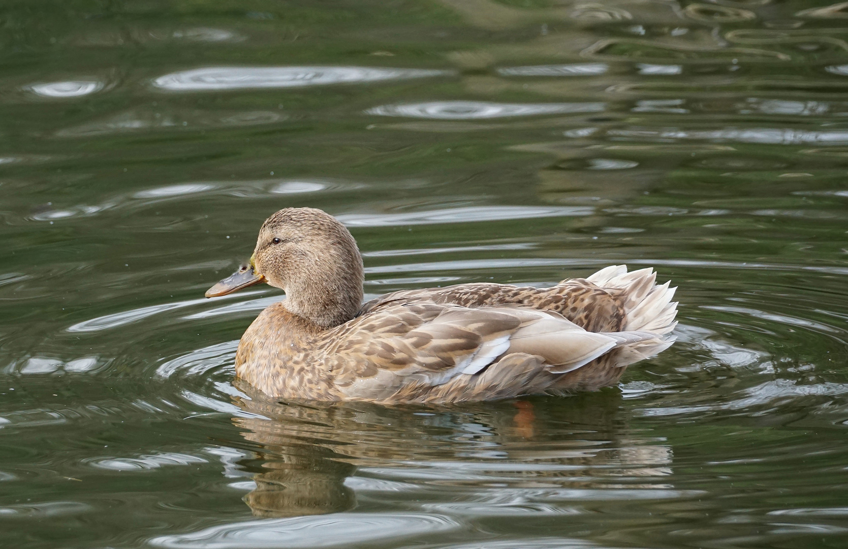 Ente Foto &amp; Bild | tiere, zoo, wildpark &amp; falknerei, vögel Bilder auf ...