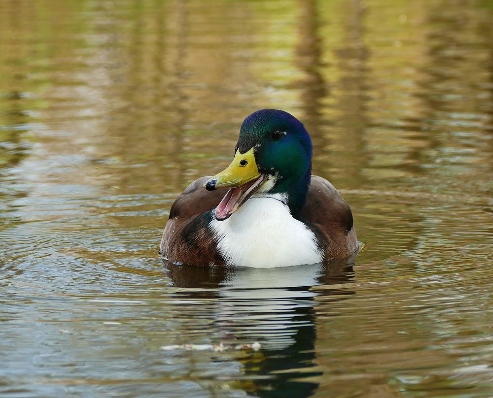 Ente Foto &amp; Bild | tiere, wildlife, wild lebende vögel Bilder auf ...