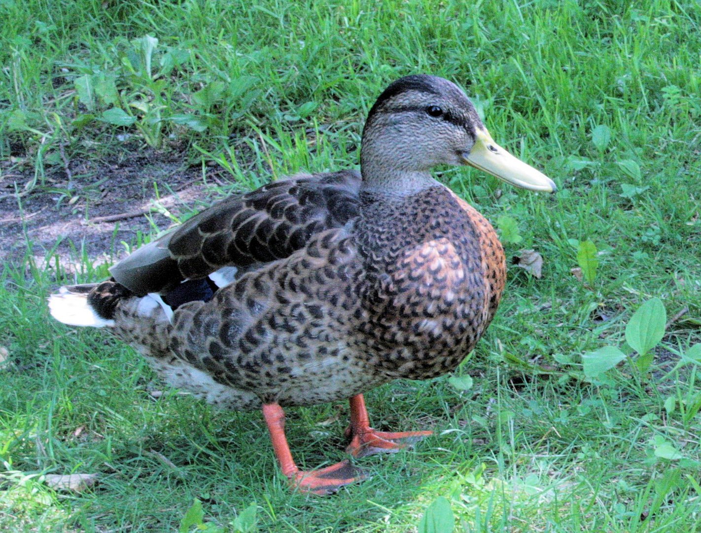 Ente