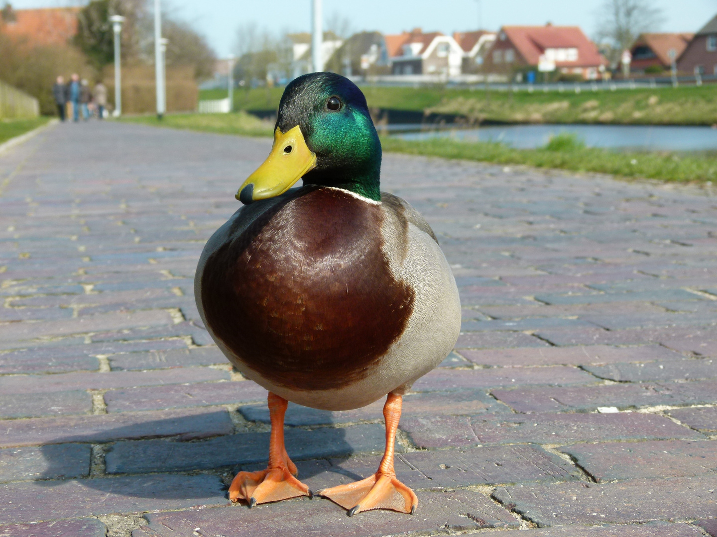 Ente