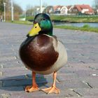 Ente