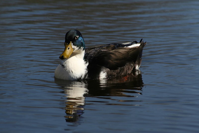 Ente von Isabelle Könnecker