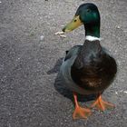 Ente