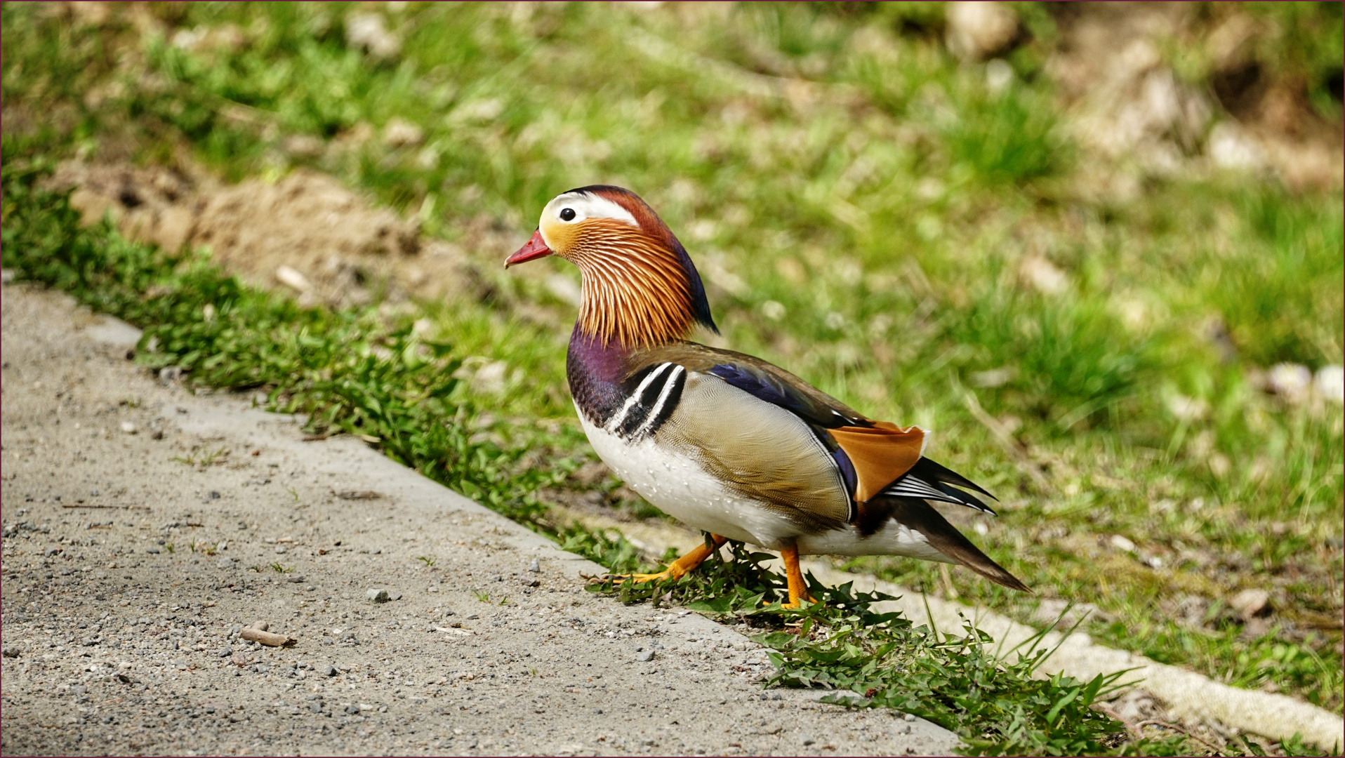 Ente à la Mandarin ....