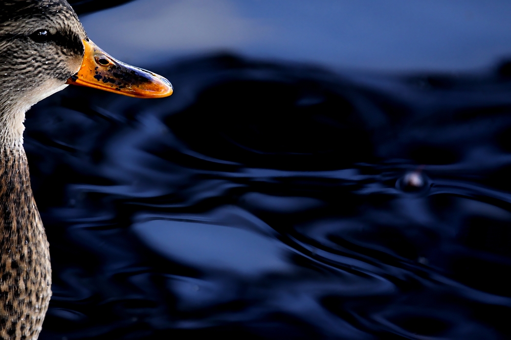 ente à l'ORANGE ... ;-) ...