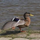 Ente