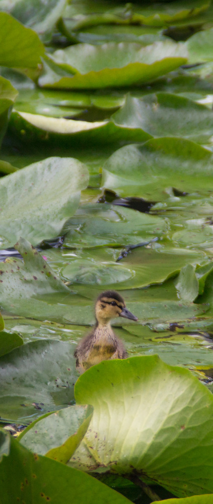 Ente allein im Grün