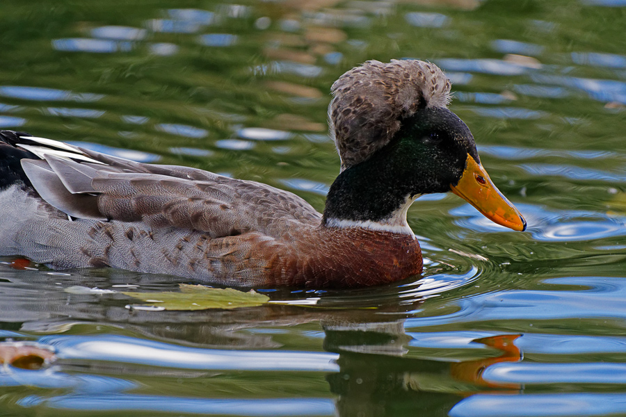 Ente als Punk