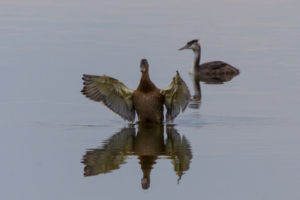 Ente am Abend