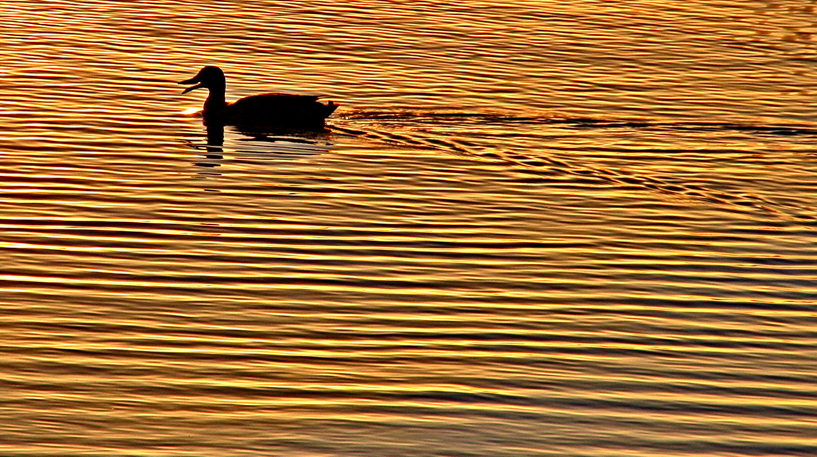 Ente am Abend...