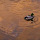 Ente am Abend