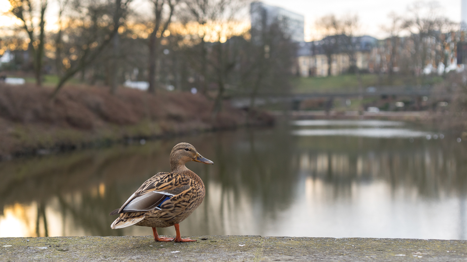 ente am abend