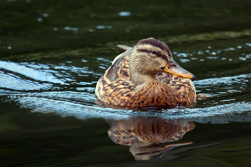 Ente am Abend