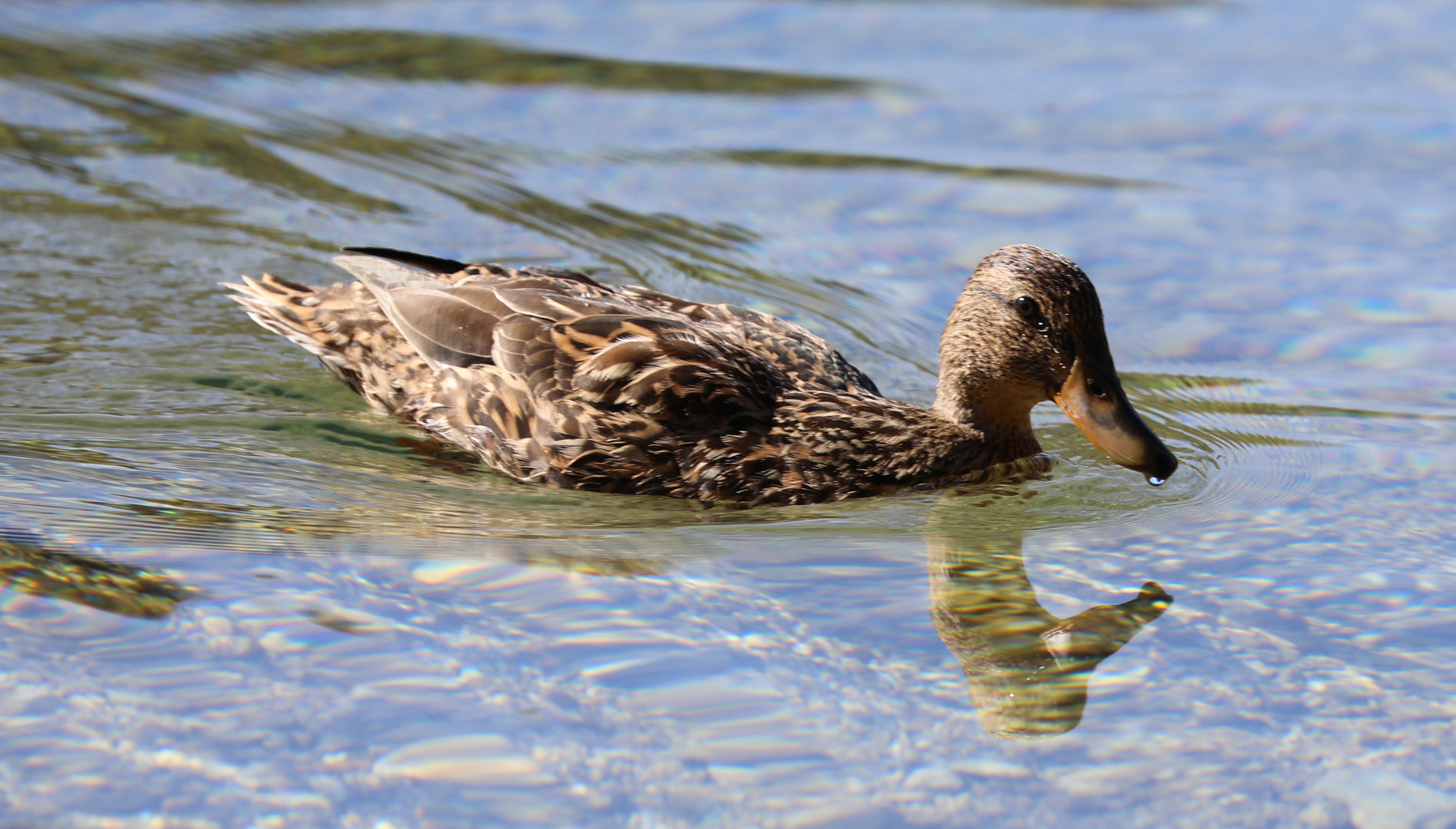 Ente am Almsee