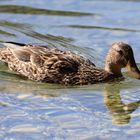 Ente am Almsee