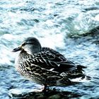 Ente am Alpsee