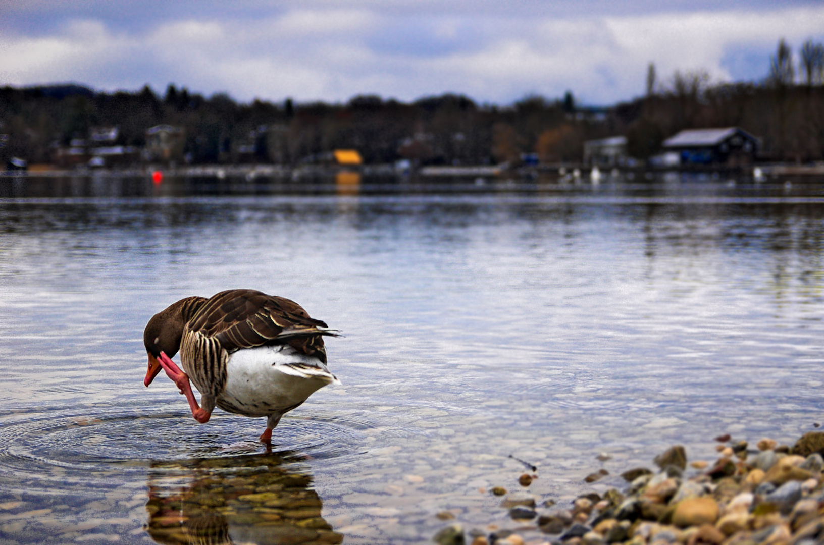 Ente am Ammersee :)