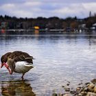 Ente am Ammersee :)