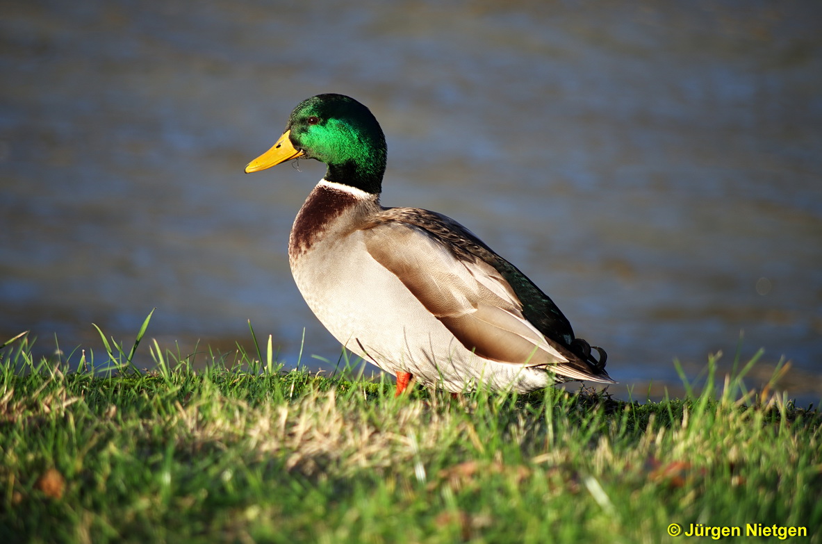 Ente am Andernacher Rheinufer