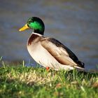 Ente am Andernacher Rheinufer