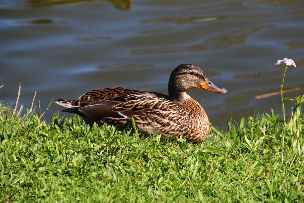 Ente am Ausruhen