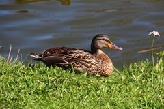 Ente am Ausruhen